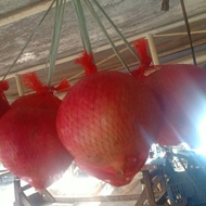 buah delima / delima merah per satu buah (APG93)