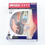 4D MASTER Human模型/ 膝蓋/ 626002