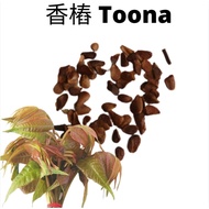 Toona香樁叶 Incense Pile Biji Benih Daun Warna Warni Seed Caladium五彩芋 Grass Colour Leaf Garden Plant Gardening Seeds