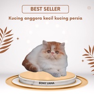 Kucing anggora kecil kucing persia