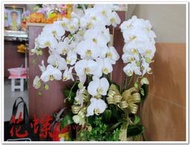 台北市信義區網路花店~6株白色蝴蝶蘭花適合送喪宅表達無限懷念喪禮追思哀悼