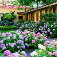 [Fast Germination] Malaysia Ready Stock 50 Pcs Hydrangea Seed Benih Bunga Benih Pokok Bunga Bonsai Flower Seeds China Hydrangea Garden Flowers Seeds Outdoor Plant Pot Flower Seeds Live Plants Air Plant Seed Plants for Sale Easy To Grow In The Local