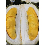 Pokok Durian Tekka / D 160 / Musang Queen