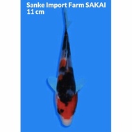 Koi Import Jepang farm SAKAI Jenis Sanke ikan berserty murah impor