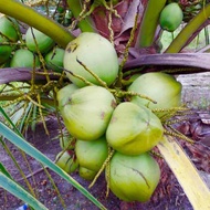 Baja Pokok Kelapa Matag Pandan Mawar ( PENGGALAK BUAH ) HIGH QUALITY IMPORTED FERTILIZER ⭐️⭐️⭐️⭐️⭐️