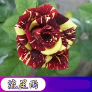 陽台室內四季易種活玫瑰花種子 盆栽花籽，品種：流星雨