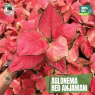 aglonema red anjamani merah tanaman hias aglaonema anja akar pot sehat