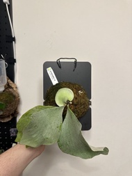 ginka銀華鹿角蕨孢子苗