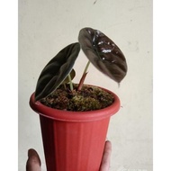 tanaman hias alocasia cuprea-tengkorak