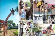 【泰國】大城獅子王動物園 世界遺產一日遊|併團. 私人包車.導遊加購