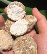 Yeast for making rice and wine, yeast for making wine