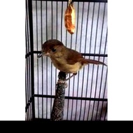 burung flamboyan