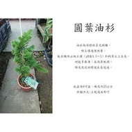 心栽花坊-圓葉油杉/6吋/綠化植物/松/杉/柏/檜/售價700特價580