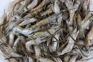 【冷凍蝦蟹類 】溪蝦 / 約500g∼教您做蔥蒜拌溪蝦~香酥可口~保證讓您一口接一口