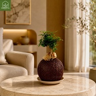 Murraya Dwarf/Mini Bonsai 达摩九里香 Kokedama Moss Ball | Indoor Bonsai Plant | Feng Shui Lucky Plant | L