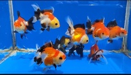 Oranda panda & 3c / ikan mas koki oranda panda & 3c fancy short body