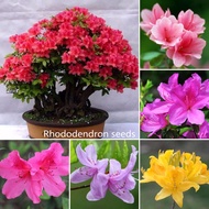 Stock 50pcs Mixed Rhododendron Seeds Japanese Azalea Bonsai Seedsplants, Rhododendron Azalea Bonsai 