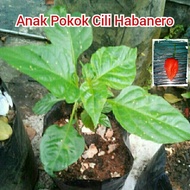 Anak Pokok Cili Red Mexican Habanero