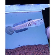 Channa blue pulchra 10-12 cm flaring predator fish