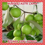 🔥HYBRID🔥 ANAK POKOK BIDARA EPAL / EPAL THAI / INDIAN JUJUBE TREE