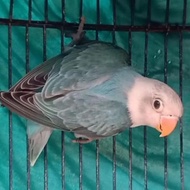 Best seller burung love bird biola blue lovebird biola blue banyak pilihan