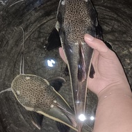 RTC Red Tail catfish jumbo 35cm