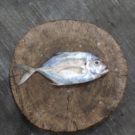 Ikan GT (Kuwe) 1 kg