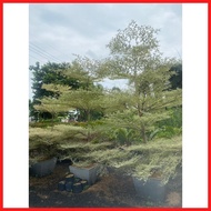 ◌ ඇ ⍣ № VARIEGATED AFRICAN TALISAY WITH GARDEN SOIL
