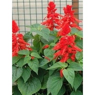 ANAK POKOK “Salvia Merah” • Pokok Bunga PELITA • Madunya Manis Kesukaan Lebah & Kelulut ❤️ AGEN PEND