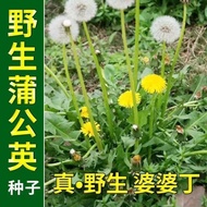 Dandelion Seeds Indoor Planting Amaranth Big Leaf Dandelion Dandelion Seeds Ornamental Granny Dingpu