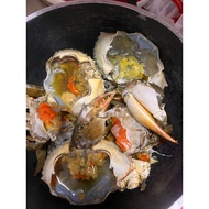 Ketam Nipah Bertelur