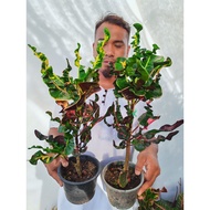 Pokok Puding Thailand ID : Screw Gerudi Cantik (Rare Item) 🔥