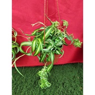 Spider Curly Leaf 卷叶吊兰