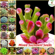 [Ready Stock] Rare Mixed Succulent Seeds for Sale (100 seeds/pack)丨Bonsai Seeds for Planting Flowers Potted Succulents Live Plants Ornamental Plant Seeds High Germination Garden Flower Seeds Easy To Grow Singapore Air Purifying Indoor Oudoor Real Plants