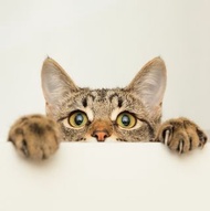 孕貓 幼貓 寵物用 貓 狗 兔 鼠 消炎 眼水 眼藥水 眼腫 眼紅 發炎 眼瞼炎 眼簾炎 眼皮炎