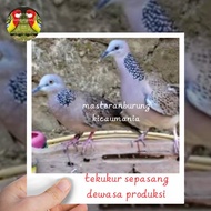 burung tekukur sepasang dewasa special produksi