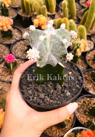 Kaktus Astrophytum Myriostigma Grafting