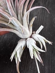 空氣草 空氣鳳梨 香檳x子彈 Tillandsia chiapensis x mitlaensis（國際）