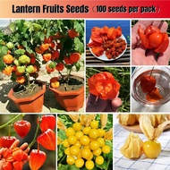 *เก็บปลายทาง*‼️พร้อมส่ง 70 เมล็ด Lantern Fruits Seeds ต้นผลไม้ บอนไซ ไม้ประดับ พันธุ์ไม้ผล ต้นไม้ประดับ Physalis Fruit Plants พันธุ์ไม้หายาก ต้นไม้แคระ ต้นพันธุ์ผลไม้ เมล็ดดอกไม้ ผักสวนครัว เมล็ดพันธุ์แท้ 100% ปลูกง่าย ปลูกได้ทั่วไทย ต้นไม้ฟอกอากาศ ต้นไม