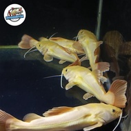 Ikan RTC Phantom (albino) 18-20cm