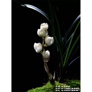Yunnan Natural Old Orchid Seedlings Lotus-Petal-Shaped Orchid Snow Cube Fragrant Green Plant Flower Bonsai Gardening