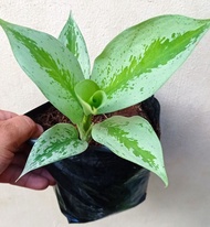 Aglaonema Silver Frost