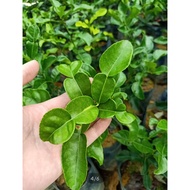 [Paling Horticulture Sdn Bhd] Anak Pokok Limau Purut / Limau Kasturi | Kaffir Lime 麻風柑樹苗 | Real Live