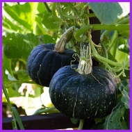 ◩ ஐ Squash Kabocha Seeds - Japanese Squash Seeds - Squash Seeds - Heirloom Squash Seeds - Rare Seed