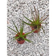 Neophytum Firecracker Red Bromeliad Unique House Plant