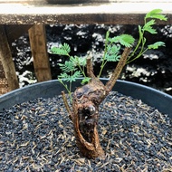 Bahan bonsai lamtoro 