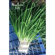 *Easy* Chinese Chives Seeds - 200 seeds *Pot Friendly* Chives Leaves (Kuchai) Chives are delicious V