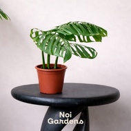 Monstera Esqueleto - Beautiful and Exotic Looking Fuss Free House Plant