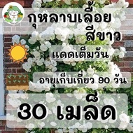 เมล็ดพันธุ์ กุหลาบเลื้อย สีขาว White Rose 30 เมล็ด  เมล็ดพันธุ์แท้ นำเข้าจากต่างประเทศ ปลูกง่ายไม่กล