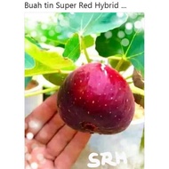 Pokok Hybrid(Pokok Tin)